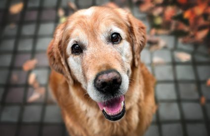 CBD Oil for Senior Pets: Can it Help?