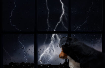 Can CBD Help Calm Dogs During Summer Storms?